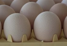 Maintaining hatching egg quality through good hygiene and handling