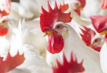 Improving birds’ health by refining their intestinal microbiota health and stability