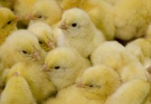 Is chick yield still a valid reference?