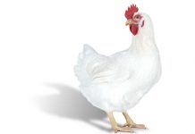 Hubbard launches Efficiency Plus Female Breeder