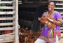 Avian Influenza jolts East Africa poultry trade