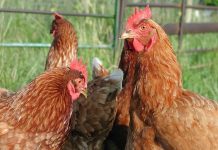 Eliciting preferences for attributes of Newcastle disease vaccination programmes for village poultry in Ethiopia