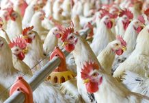 How Necrotic Enteritis affects animal’ welfare and performance