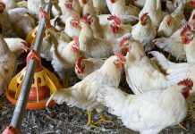 Broiler research dispatch from Poultry Science Association Annual Meeting