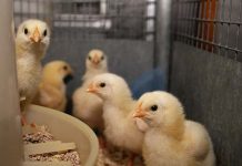 Crude soybean lecithin and vegetable acid oil as energy sources for broiler chickens