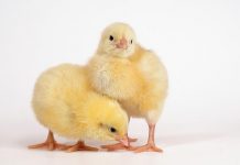 Science unveils new pathway to broiler chicken growth performance
