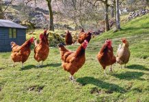 Spent hens: Can we improve their welfare?