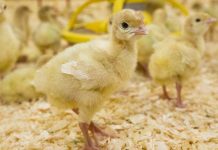 Clostridial Dermatitis