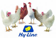 Hy-Line International adds to Southeast Asia Sales Team