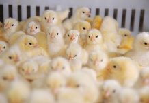 Cobb Asia grows Technical Service Team