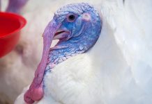 Turkey Breeding – Making the most of genetic potential