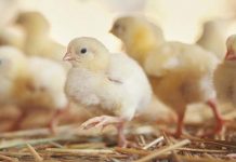 The dynamics of the USA broiler industry between 1990 and 2019