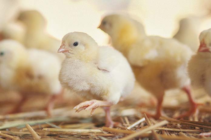 The dynamics of the USA broiler industry between 1990 and 2019