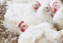 Copper influences broilers’ performance and growth