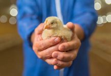 Cobb Asia’s poultry webinars deliver expertise virtually