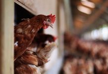 Path to the 100 week age layers in cage free systems