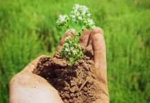 Trials show oregano essential oil supports anticoccidial vaccination