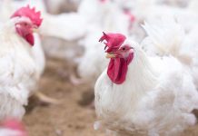 Antimicrobial drug resistance in poultry. What do we know about risk factors?