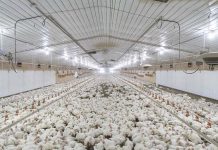 Researchers use laser for broiler house enrichment
