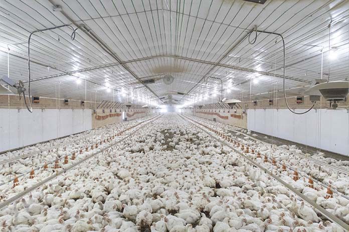 Researchers Use Laser For Broiler House Enrichment