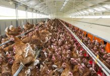 Spotty Liver Disease in cage-free brown laying hens