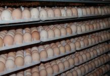 Egg weight loss during incubation of poults and chicks