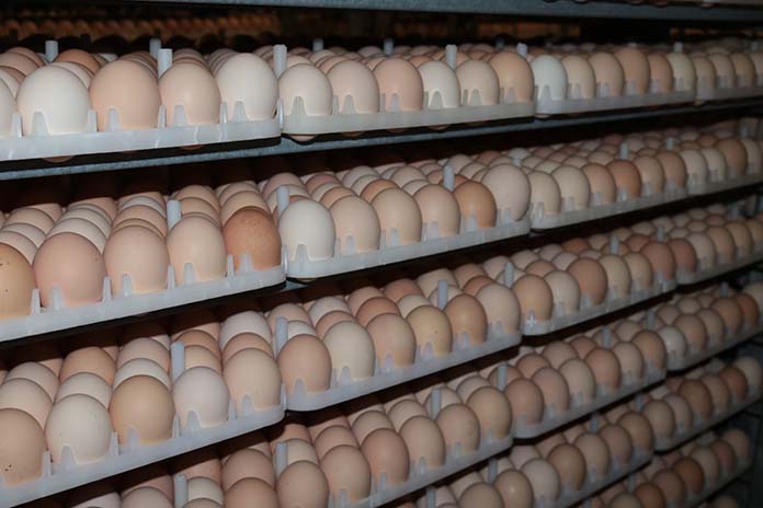 Egg weight loss during incubation of poults and chicks