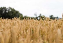 Practical views on global poultry nutrition – First part