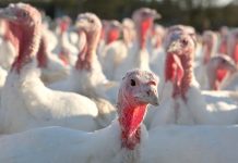 Egg production in turkey breeding hens