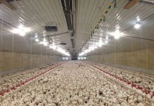 How to improve indoor air quality in poultry housing