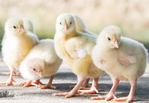 What is good chick quality?