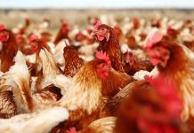 Chlamydia spp. detected in poultry in Piedmont, Italy