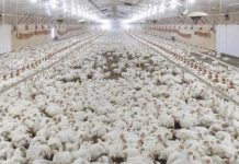 Current trends in litter management