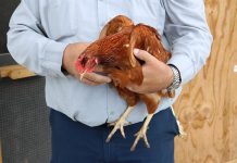 Big data for poultry. What is possible? – second part