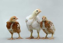 Novel genome technologies to ensure future biodiversity and global protein request