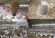 Minimizing interventions for turkey beak treatment in Germany