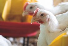 Broiler breeders, a research on alternative feeding programs and photostimulation periods