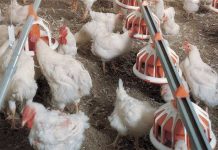Research examines alternative feeding programs and photostimulation periods for broiler breeders