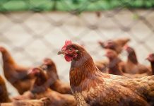 Protecting poultry from Avian Influenza