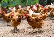 New data  on EXZOLT®   by MSD Animal Health to fight red mite