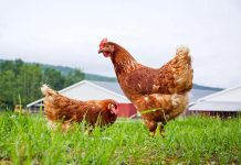 Efficacy and economics of oral fluralaner for the treatment of northern fowl mites in commercial layers