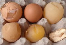 Egg drop syndrome (Adenovirus 127) in layers