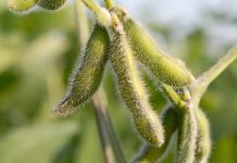 NIRS study on nutritional profiles of 100 soybean meal samples from USA and Brazil