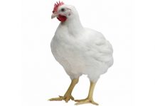 Cobb-Vantress announces Cobb500™ certified kosher