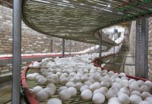 Changing patterns of global egg trade between 2006 and 2016 – Part 1