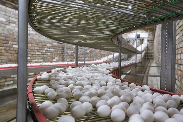 Changing patterns of global egg trade between 2006 and 2016 – Part 1