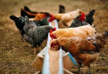 Insights into hunger will aid poultry welfare