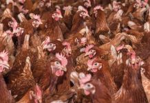 Heat tolerance of TETRA laying hens