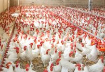 IPC launches new best practice guidance for reducing antibiotics in poultry meat production