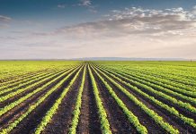 Practical views on global poultry nutrition – Second part